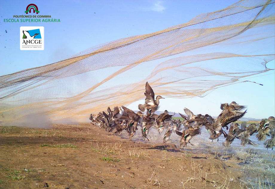 captures de canard au filet