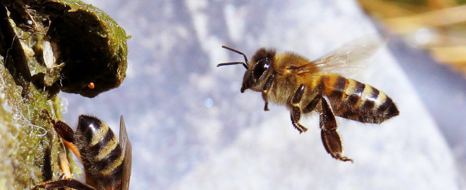 abeille domestique en vol stationnaire