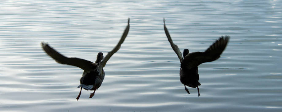 canards s'envolants