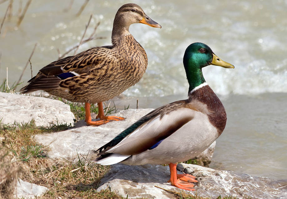 couple cannards colvert