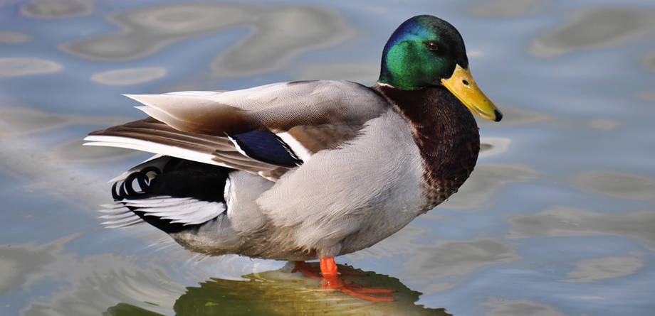 canard colvert mâle